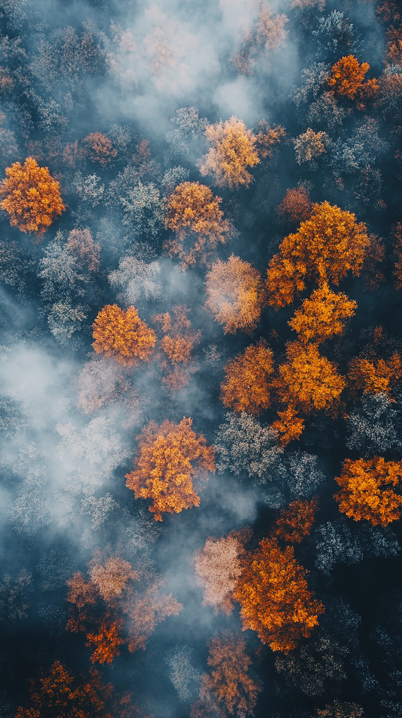 Misty Autumn Forest